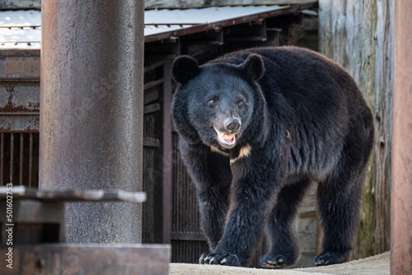 Fototapeta 動物園のツキノワグマ｜black bear
