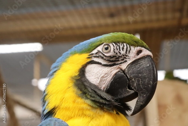 Fototapeta macro photo of macaw parrot bird