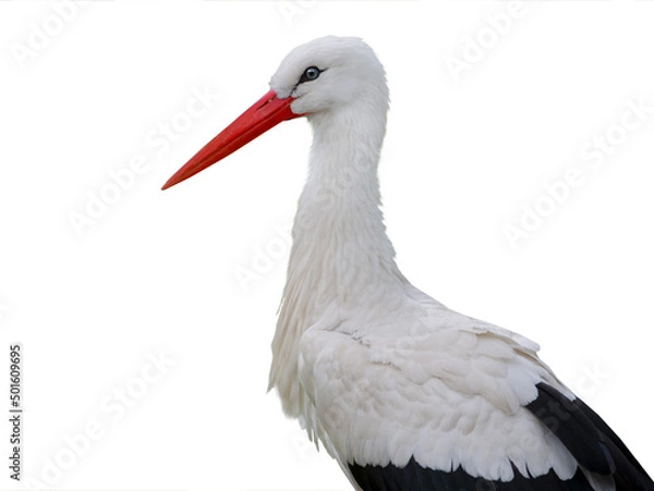 Obraz stork portrait isolated on white background
