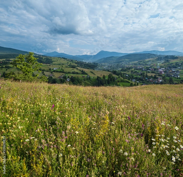 Fototapeta Carpathian mountain countryside summer meadows with beautiful wild flowers