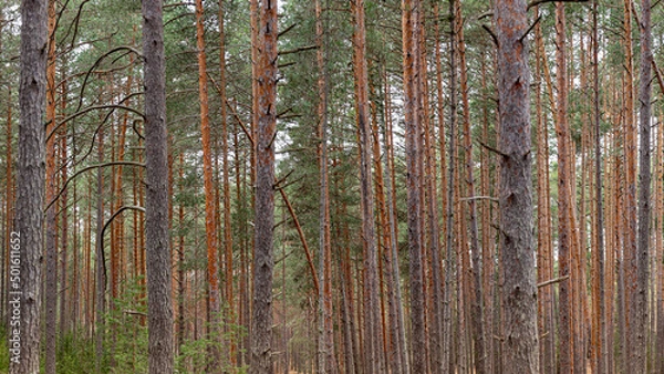 Fototapeta Pine forest, panoramic photography
