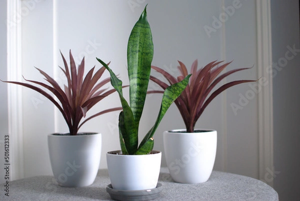 Obraz three plants in pot