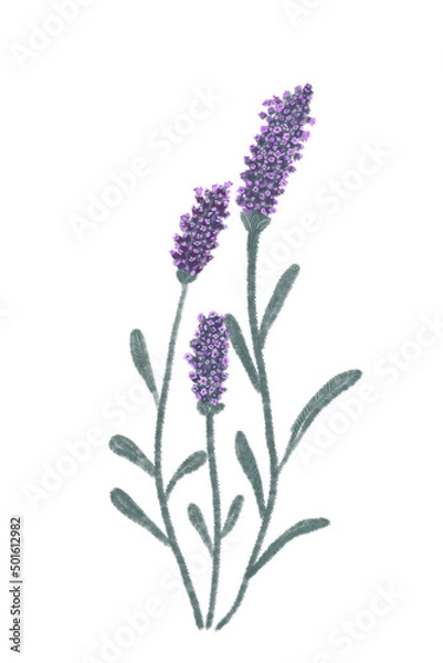 Obraz Lavender plant purpuple background white
