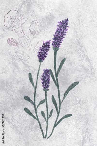 Obraz Lavender plant purpuple background gray texture