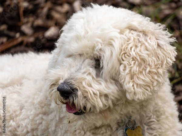 Obraz white poodle puppy
