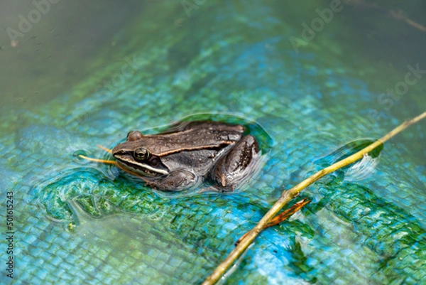 Obraz frog in the pool