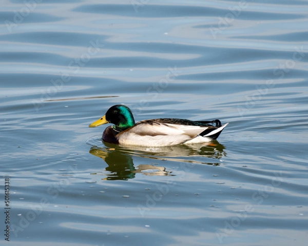 Obraz duck on the pond