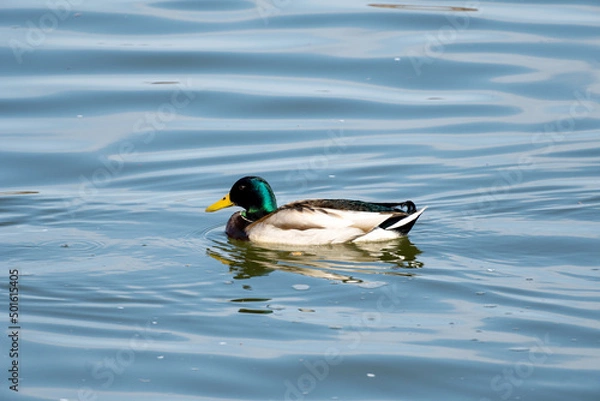 Obraz duck on a lake