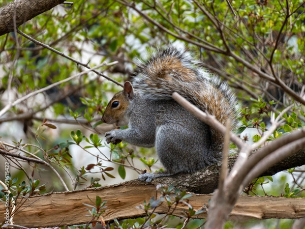 Obraz squirrel on tree