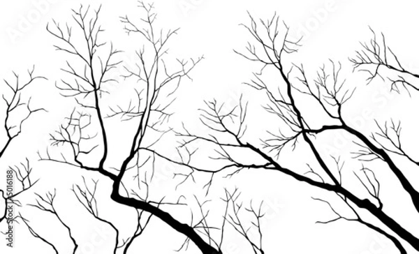 Fototapeta Bare Branches