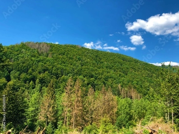Fototapeta landscape with trees