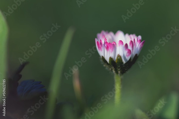 Obraz Daisy spring flower