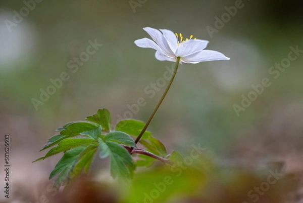 Obraz Close up on white anemone or windflower
