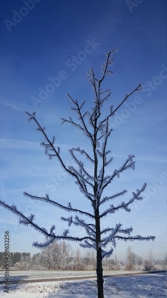 Fototapeta Winterbaum 2