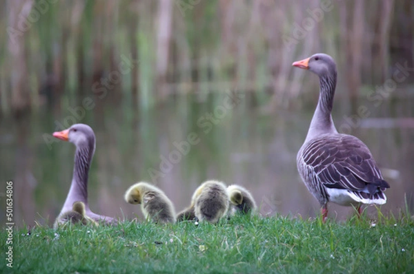 Fototapeta Eine Familie Graugänse mit ihrem Nachwuchs an einem Teich.