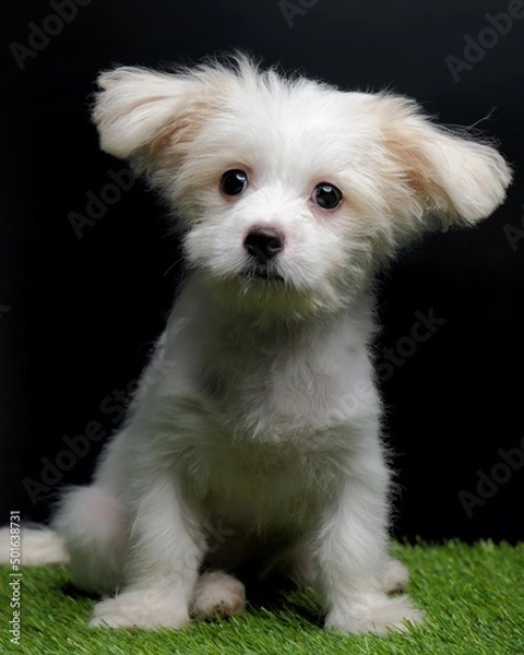 Fototapeta Female Maltese Puppy White Dog Photo Shoot Session studio with black background on green grass
