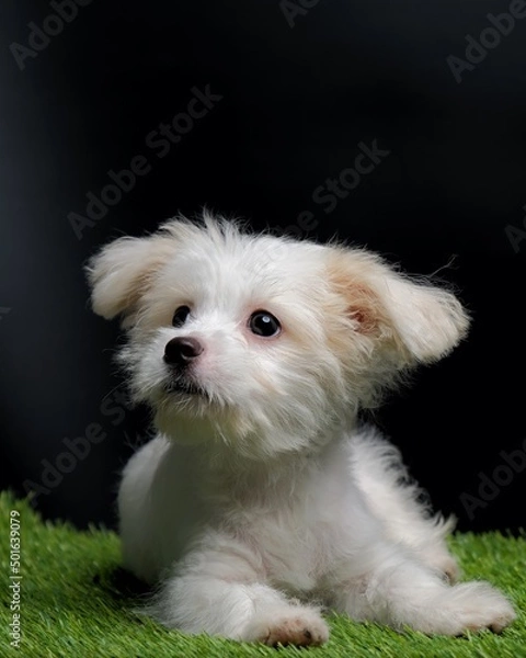 Fototapeta Female Maltese Puppy White Dog Photo Shoot Session studio with black background on green grass