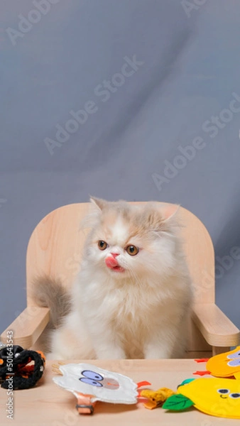 Fototapeta gray and white female persian fluffy cat photo shoot session studio with white background with cat expression