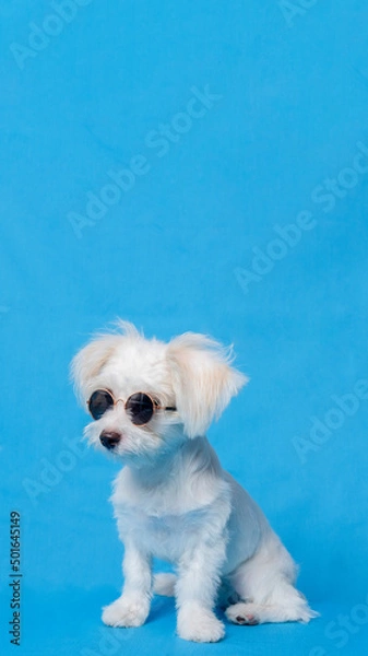Fototapeta A White Female Dog Maltese photoshoot pet photography with christmas shirt or dress with blue background