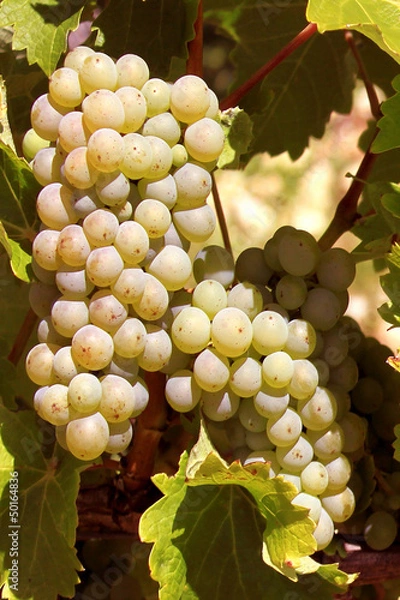 Obraz Raisins blancs