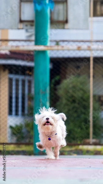 Fototapeta an outdoor photoshoot pet photography two dogs running on the park morning corgi and maltese