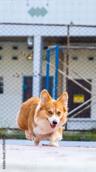 Fototapeta an outdoor photoshoot pet photography pembroke welsh fluffy corgi dog running on the park in morning sun shine