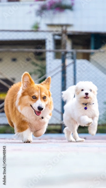 Fototapeta an outdoor photoshoot pet photography pembroke welsh fluffy corgi dog running on the park in morning sun shine