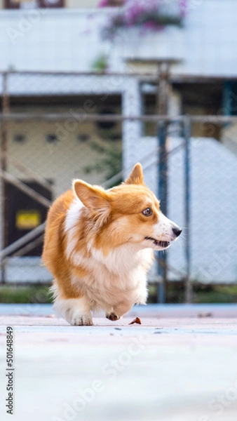 Fototapeta an outdoor photoshoot pet photography pembroke welsh fluffy corgi dog running on the park in morning sun shine