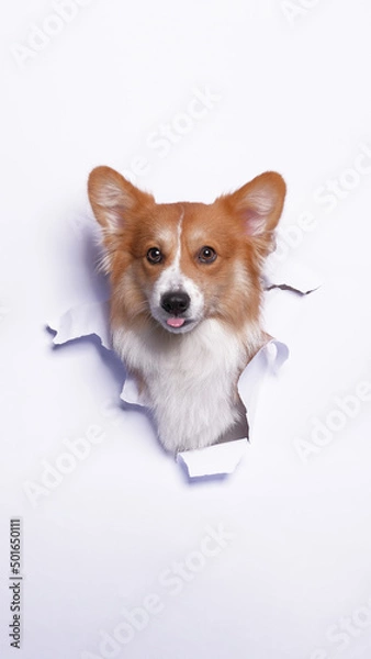 Fototapeta a female pembroke welsh corgi dog photoshoot studio pet photography with concept breaking white paper head through it with expression