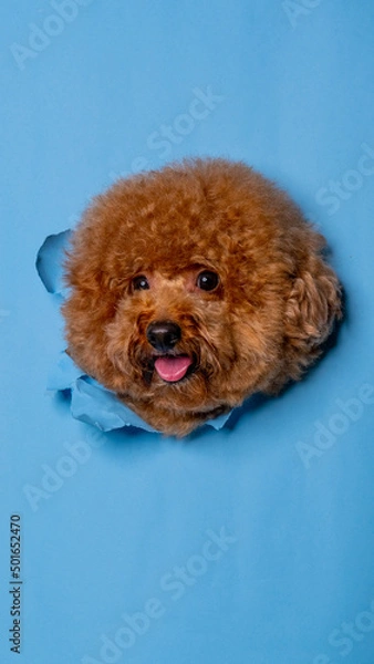 Fototapeta a male chocolate poodle dog photoshoot studio pet photography with concept breaking blue paper head through it with expression