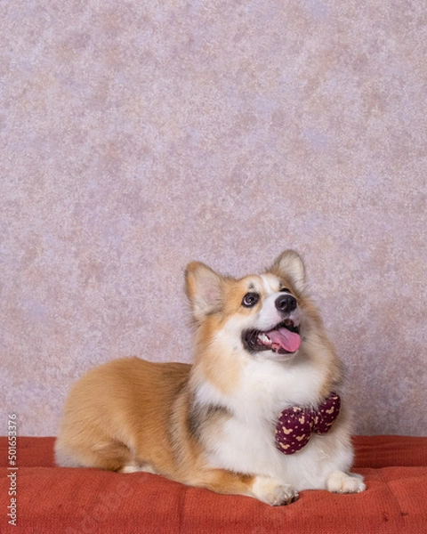Fototapeta a male long hair pembroke welsh corgi dog photoshoot studio pet photography with concept red chair sofa and glitter pink background