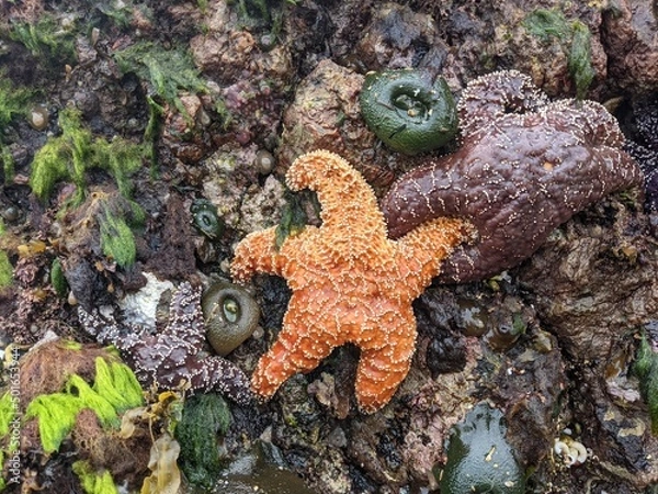 Fototapeta Bright orange starfish