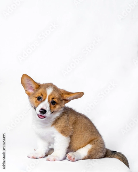 Fototapeta a female pembroke welsh corgi cute puppy white chocolage dog photoshoot studio pet photography with white background isolated