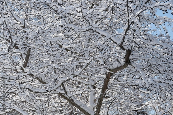 Obraz Snow on a Tree