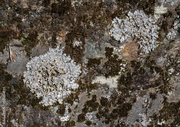 Obraz Moss and Lichen on a Rock