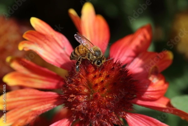 Obraz Bee digging into Gaillardia Flower