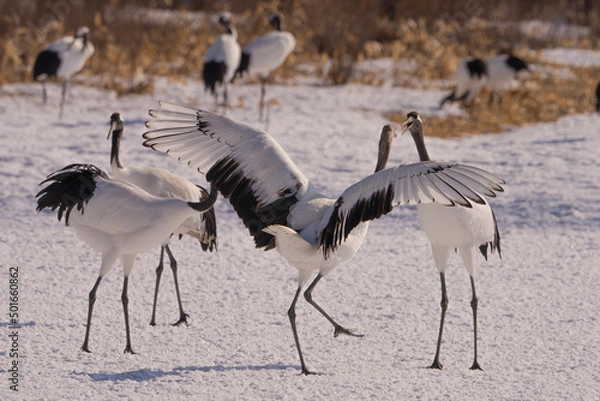 Fototapeta Red-crowned cranes talking