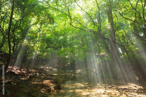 Obraz 森に差し込む光芒