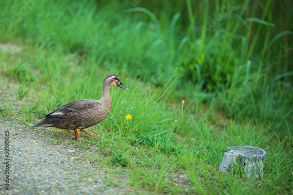 Fototapeta 歩いているカルガモ