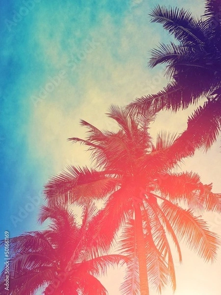 Obraz coconut tree with summer background