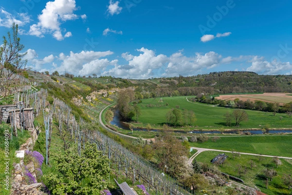 Fototapeta Vineyards at the Enz sloop near Muhlhausen on the Enz