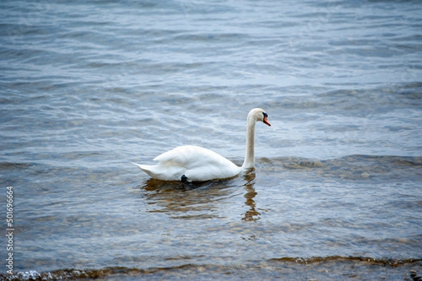 Obraz schwimmender Schwan