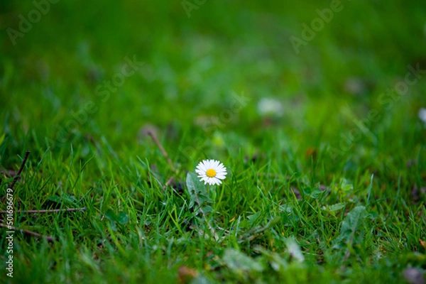 Obraz white flower on green grass