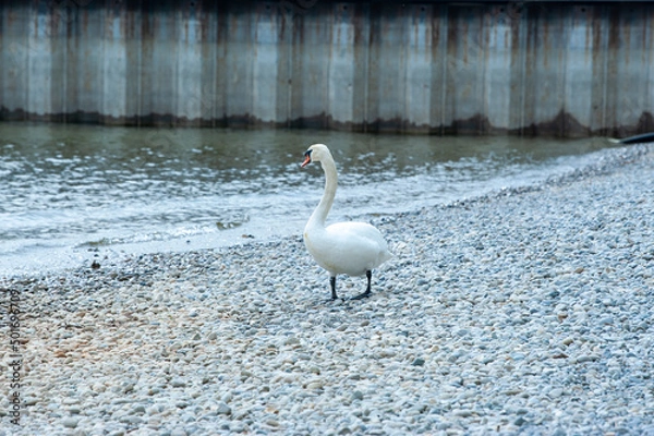 Obraz schwimmender Schwan