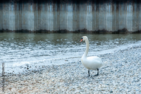 Obraz schwimmender Schwan