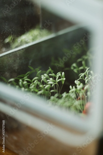 Obraz seedlings in a pot