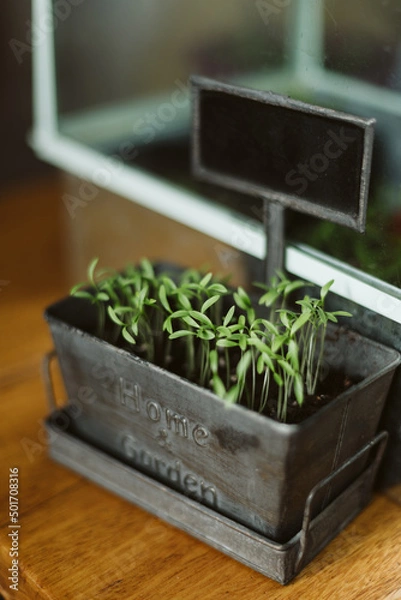 Obraz seedlings in a pot