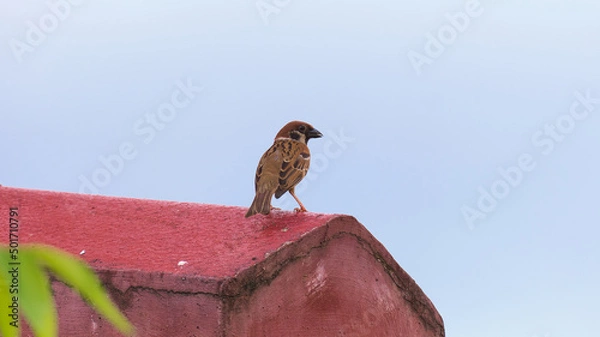 Obraz a wild sparrow on the roof