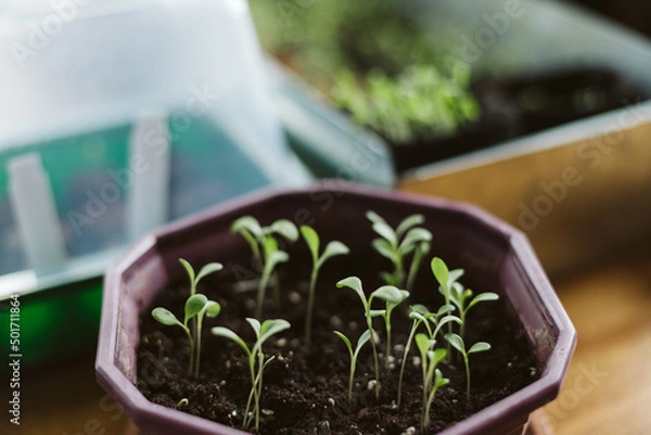 Obraz seedlings in pots