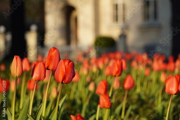 Obraz Red tulip garden at sunset time